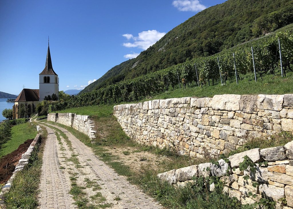 Rebberg und Trockenmauer bei der Kirche von Ligerz am Bielersee