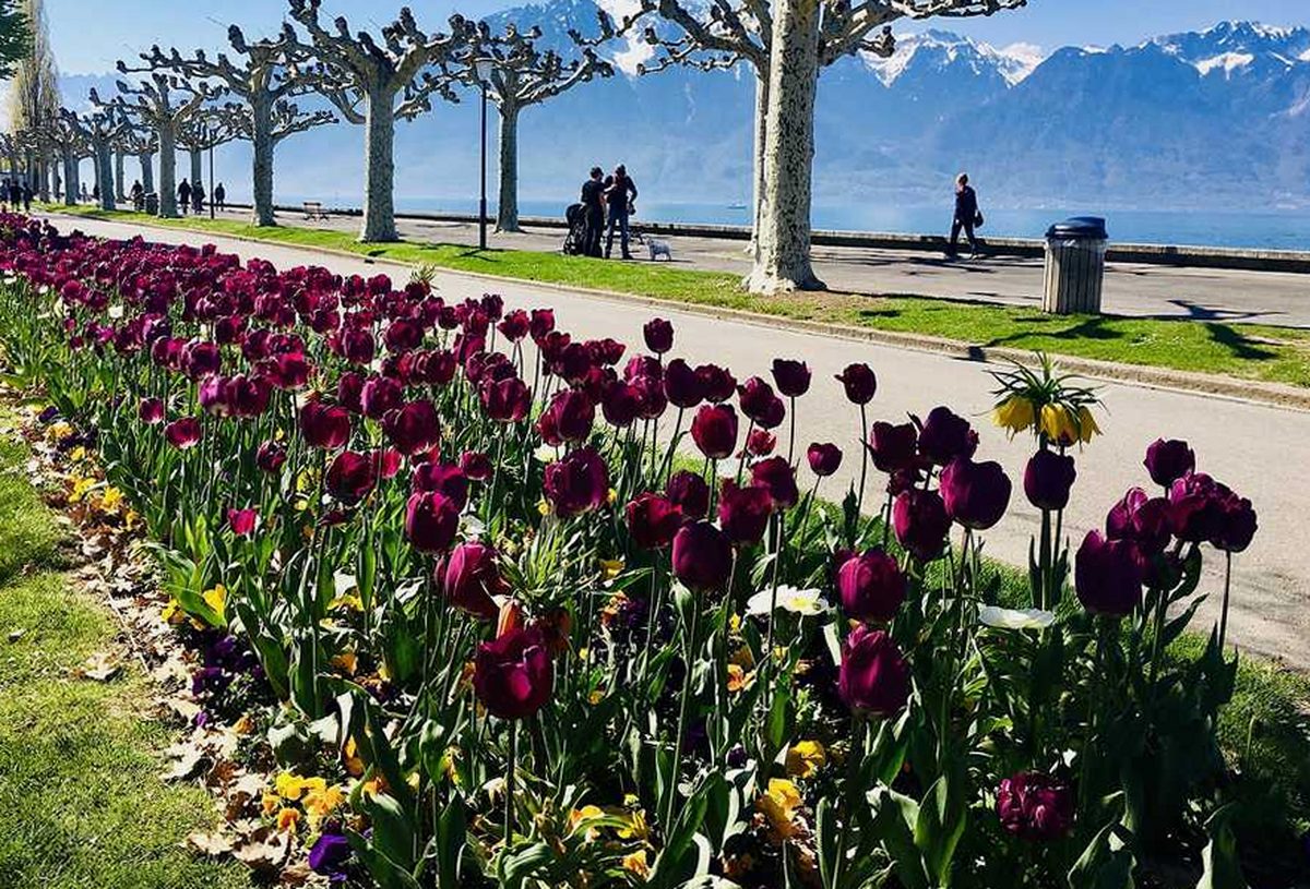 Promenade sous les platanes au bord du Léman, idéale pour un premier rendez-vous